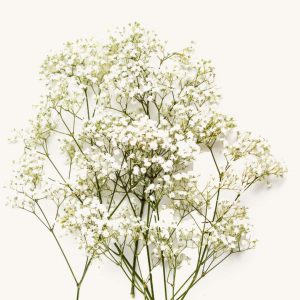 Baby's breath