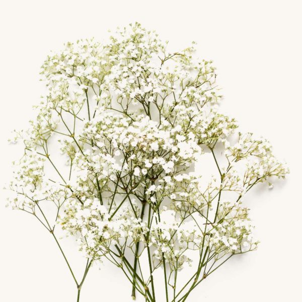 Baby's breath
