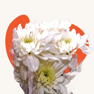 White carnations