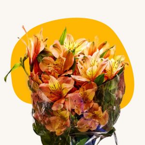 Hypericum Green