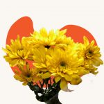 Yellow mum