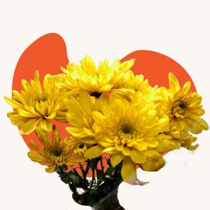 Yellow mum