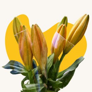 Ornithogalum
