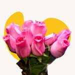 Pink rose