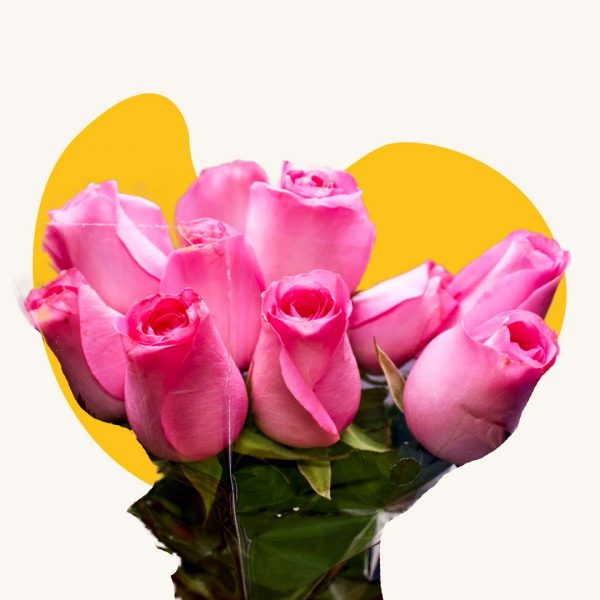 Pink rose