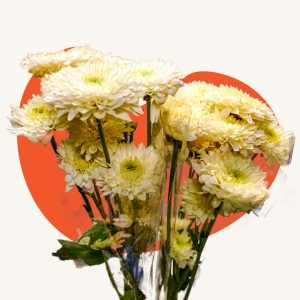 White mum