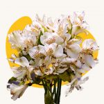 Ornithogalum