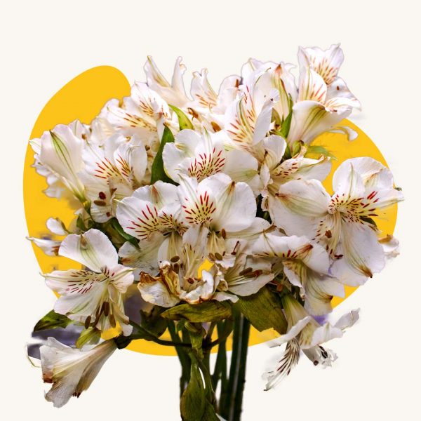 Ornithogalum