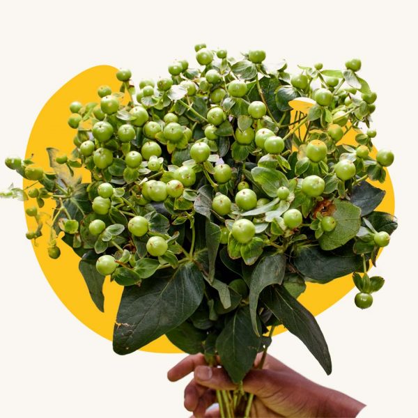 Green berry