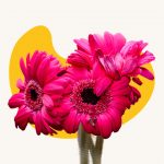 Pink carnation