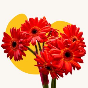Red carnation