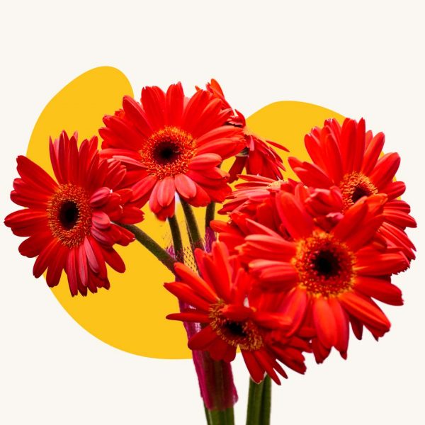 Red carnation
