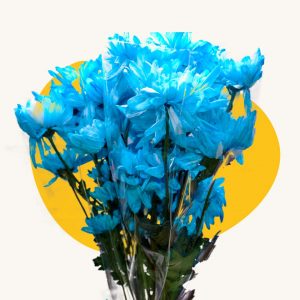 Blue carnations