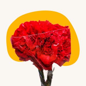 Red mum