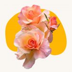 Peach rose