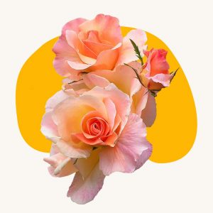 Peach rose