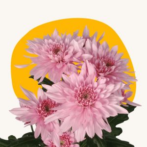 Pink mum