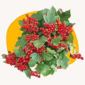 Red berry