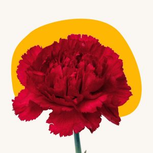 Red Carnations