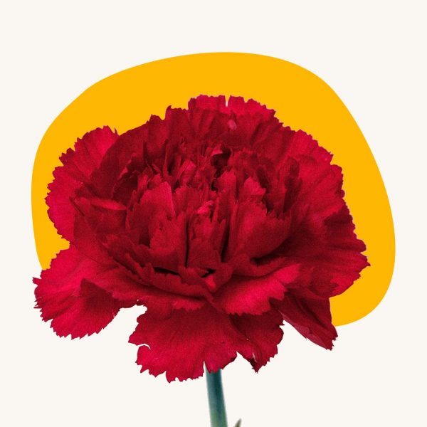 Red Carnations