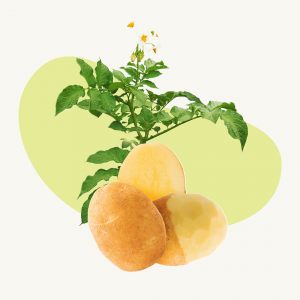 Alica potato