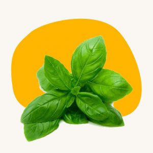 Basil leaves