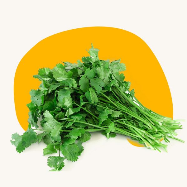 Coriander