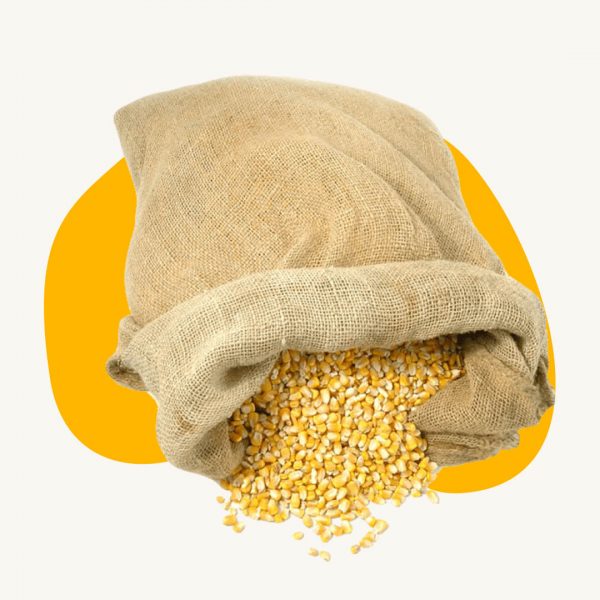 Gather Maize