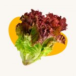 lettuce red