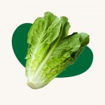 lettuce romaine