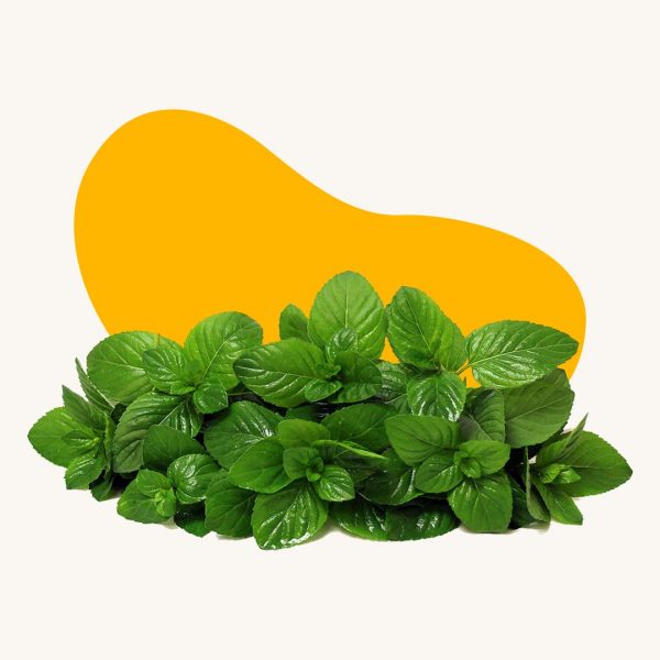 Mint leaves