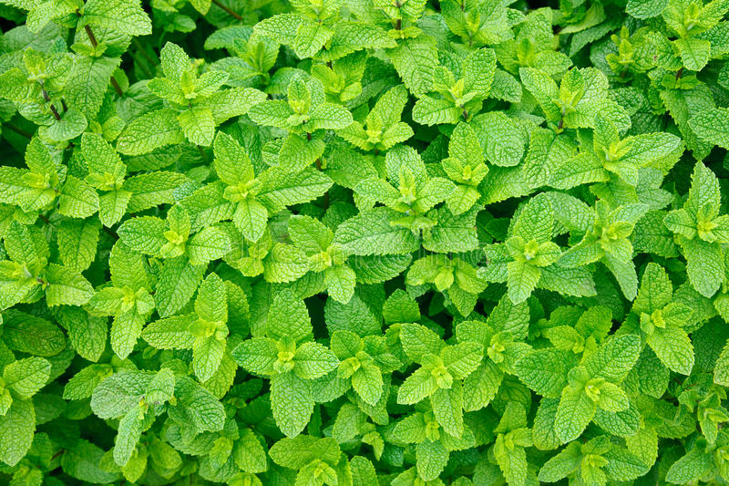 Mint Leaves