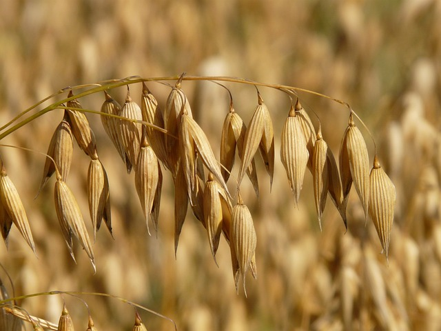 oat plant