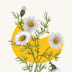 Daisy