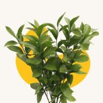 Ruscus