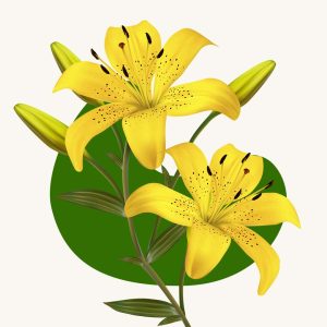 Yellow Lily